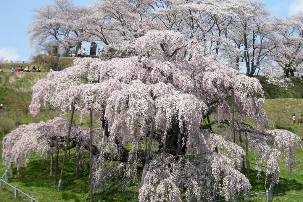 日本三大桜の「三春滝桜」。樹齢1000年以上の紅枝垂桜です。