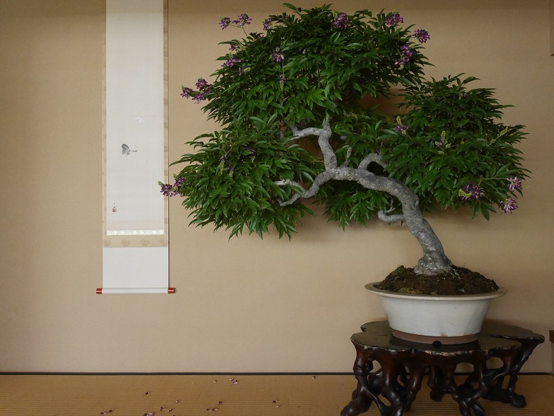 盆栽「紫夏藤」